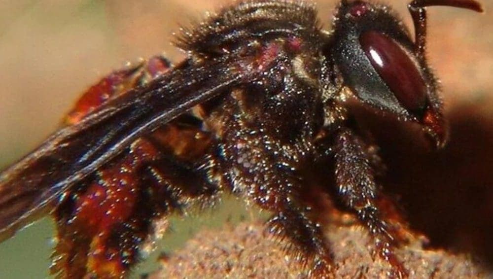 Enjambre de abejas "come carne" mata a una mujer que cortaba leña en su casa