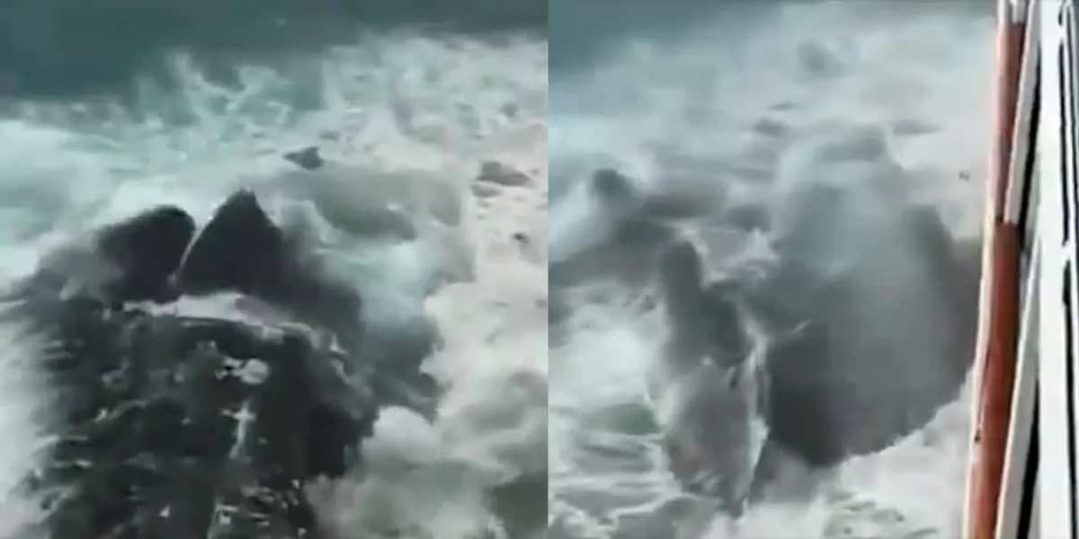 Video: Avistan una colosal y extraña criatura con escamas saliendo del mar