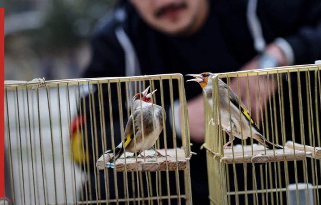 Concurso de canto de pájaros reúne a cientos de personas en Afganistán