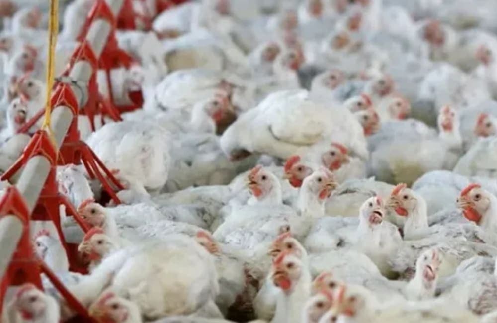 Organización Mundial de la Salud reporta la primera muerte humana por gripe aviar en el mundo en Edomex