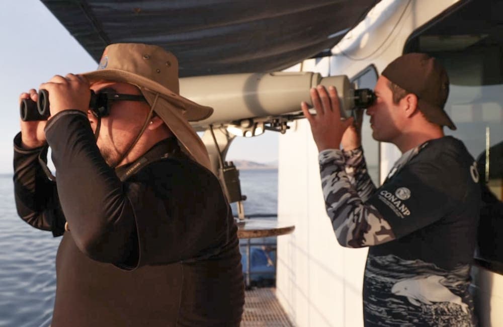 Avistan nueve vaquitas marinas este año en México, cuatro menos que en 2023