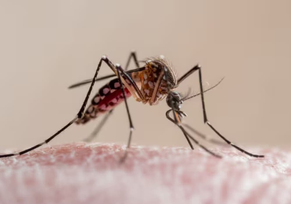 Advierten que se han diagnosticado casi 15 mil casos de dengue en México este año