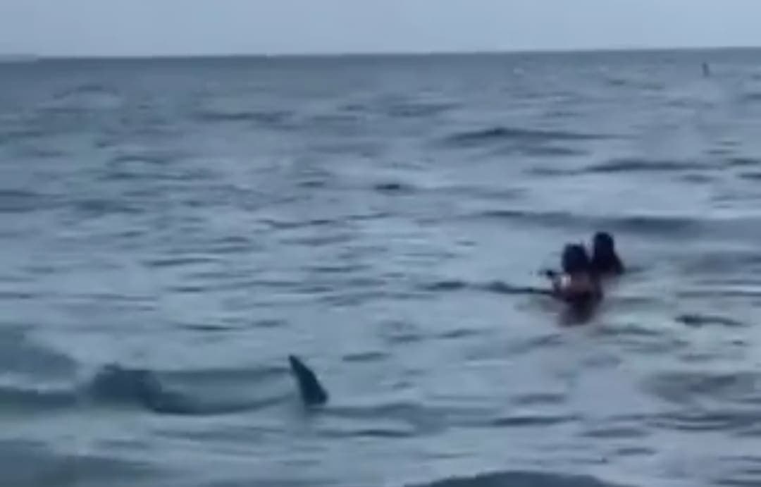 VIDEO: Captan tiburón en playa de Miami Beach
