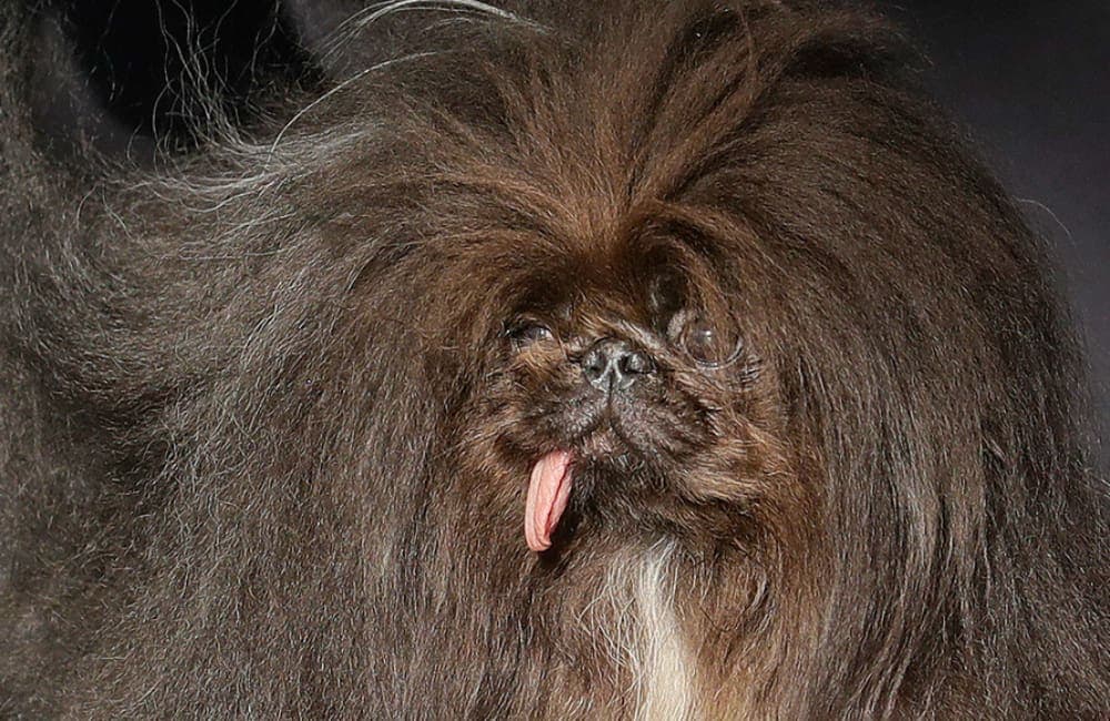 Pekinés Wild Thang se coronó como "el perro más feo del mundo" en Estados Unidos