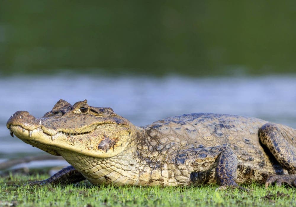 Video: Enorme cocodrilo fue captado dando "un paseo" por una carretera con transeúntes en India