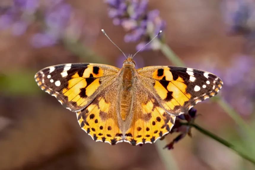 Mariposas carderas hacen historia al volar más de cuatro mil kilómetros y cruzan el Atlántico en menos de ocho días