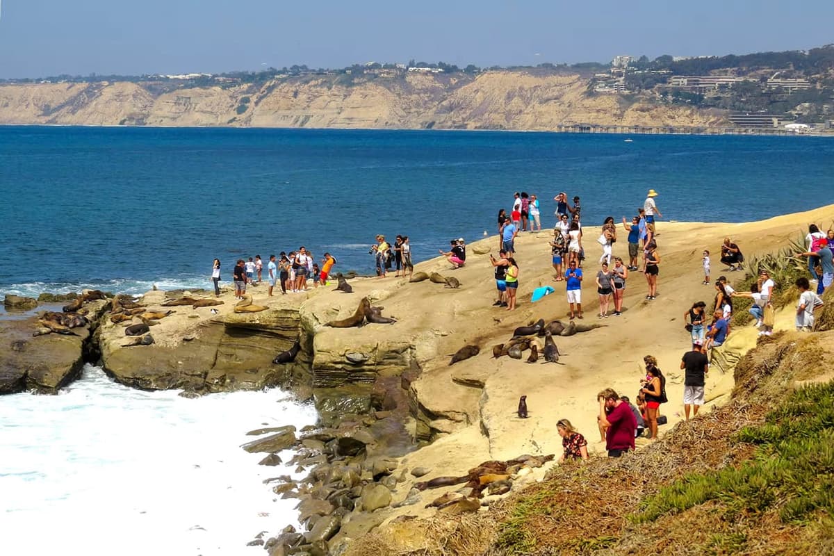 Ahuyentan animales marinos a turistas de “su playa” La Jolla, en San Diego