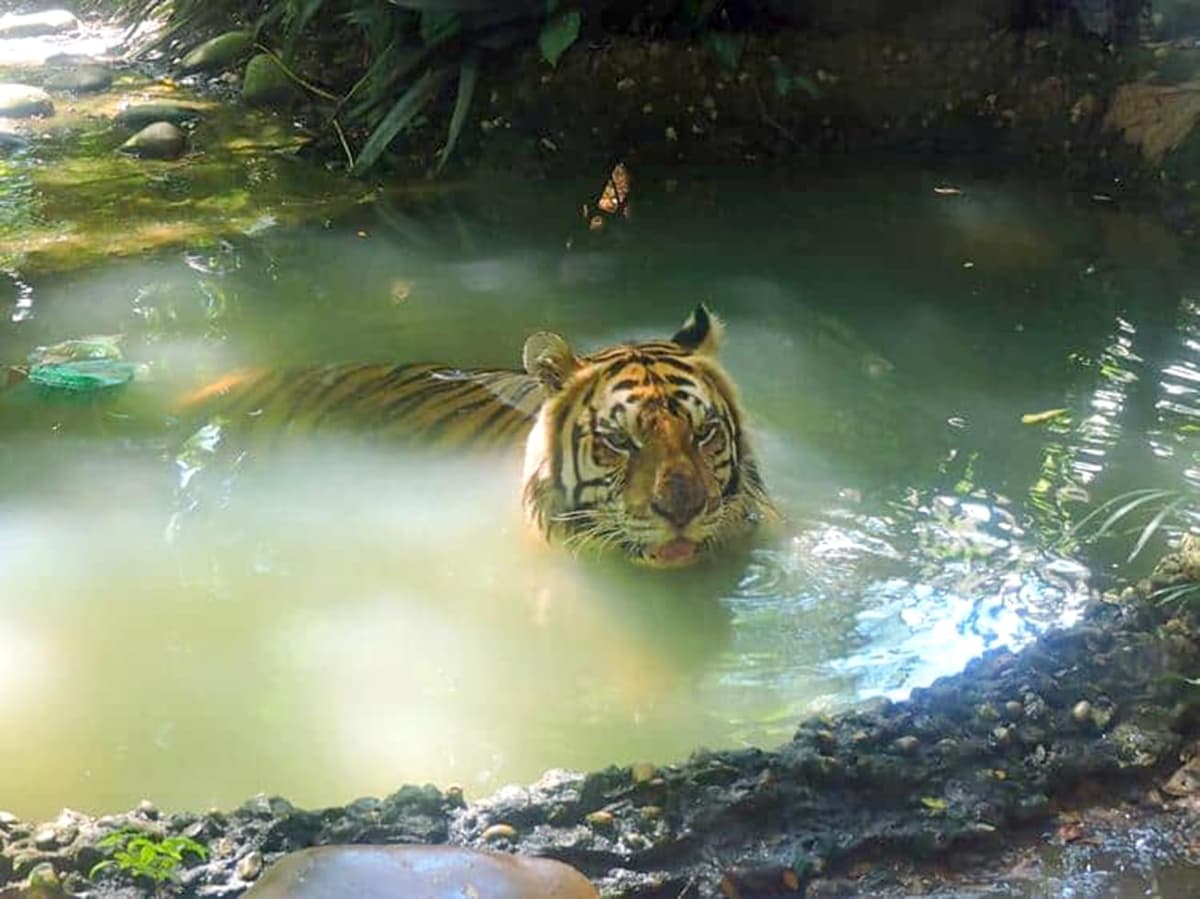 Muere el tigre de bengala Braulio en el área protegida de Yumka, en Tabasco