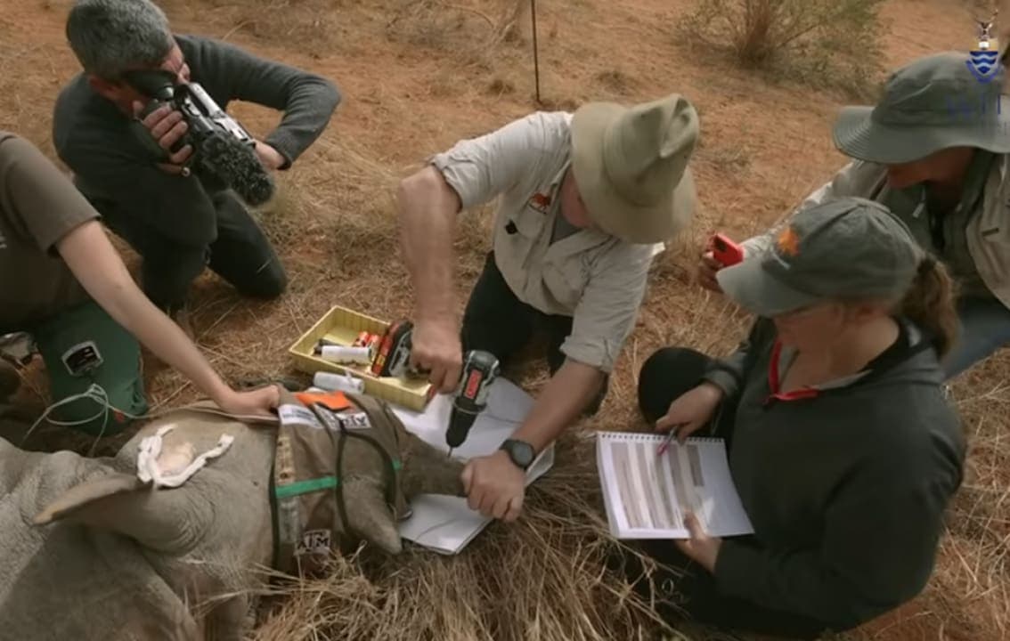 Inyectan material radiactivo a cuernos de rinocerontes vivos contra caza furtiva y comercio ilegal