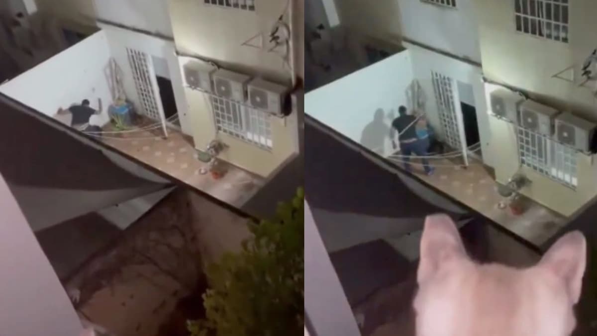 VIDEO: Captan a sujeto golpeando salvajemente a su perrito en Playa del Carmen