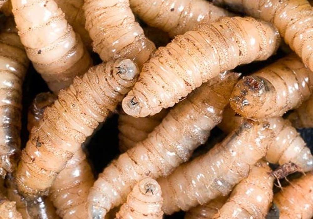 Autoridades trabajan para evitar la entrada a México de una plaga de alto riesgo para la salud