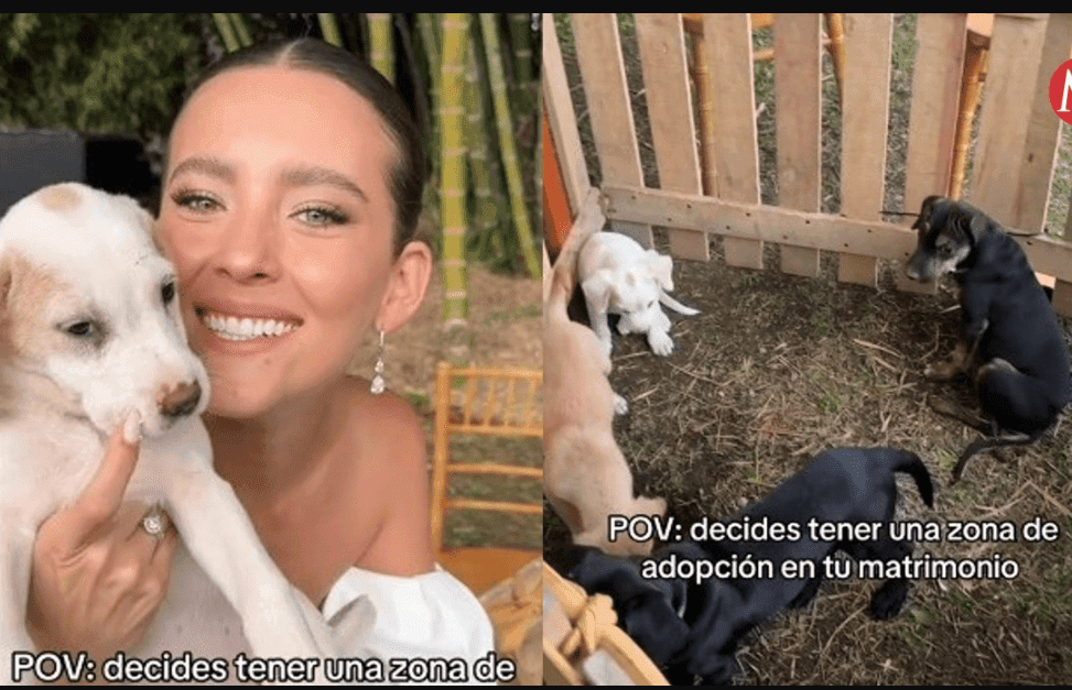 Novia usa su boda para dar en adopción a 'perritos huérfanos'