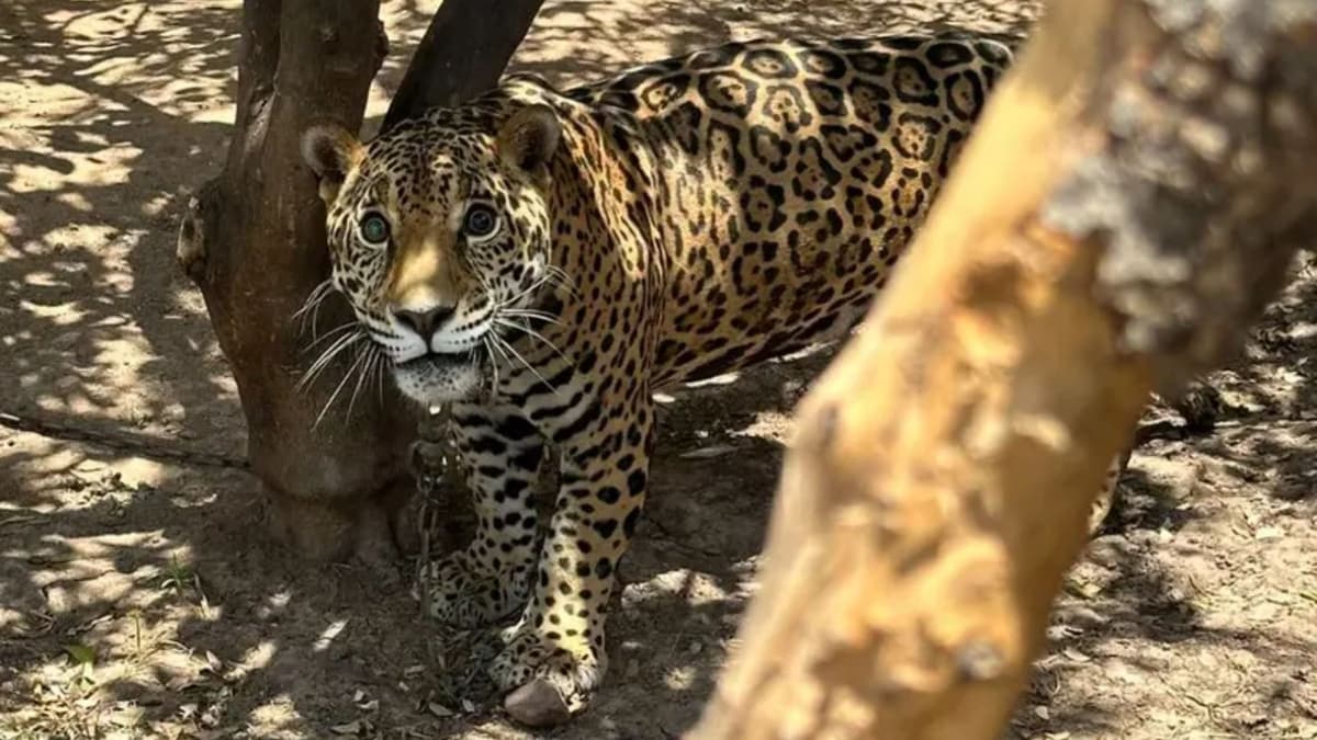 Hallan jaguar encadenado en el patio de una casa en Sinaloa