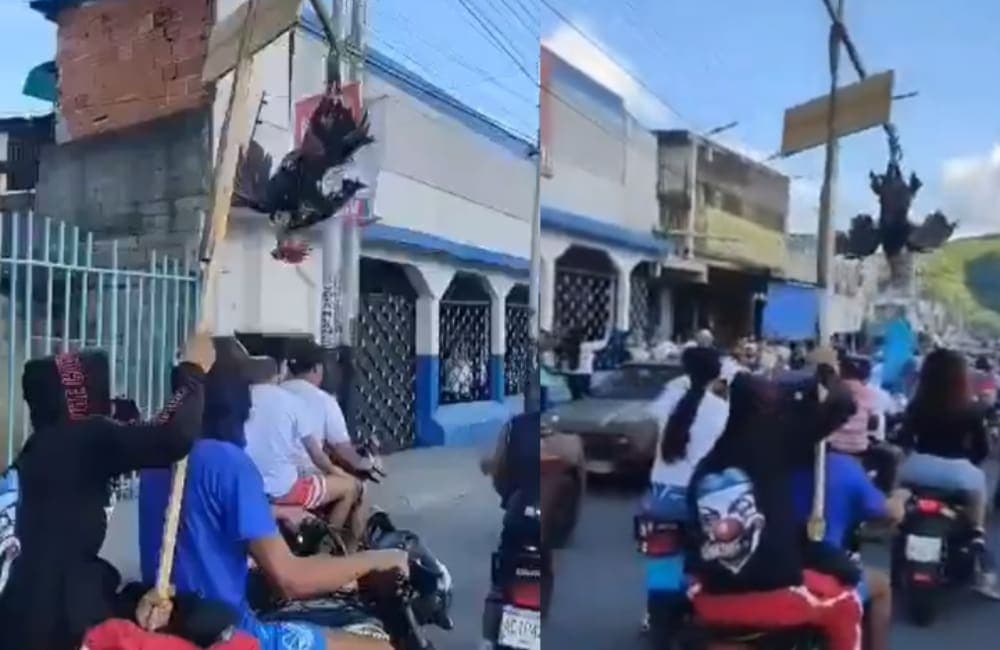 Video: Ahorcan a un gallo en caravana opositora a pocos días de las elecciones en Venezuela