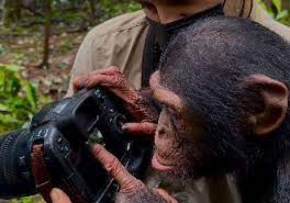 Video: Chimpancé sorprende al revisar el trabajo de un fotógrafo en Camerún