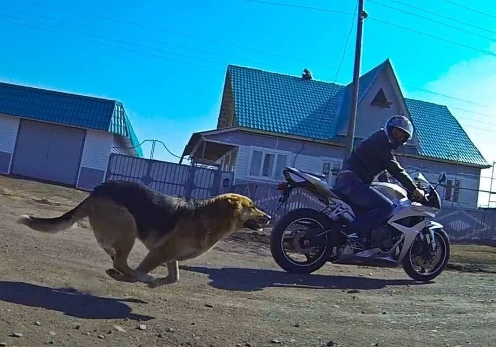 Video: Perro salva a sus dueños de asaltantes armados en motocicleta