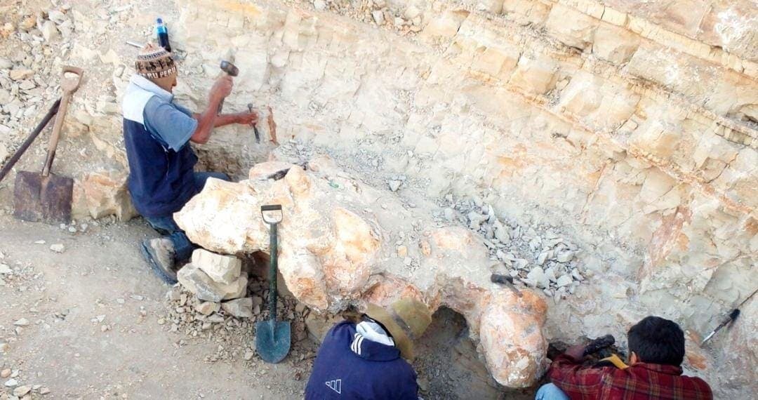 Colossus, el animal más pesado de la historia, habría pesado 340 toneladas