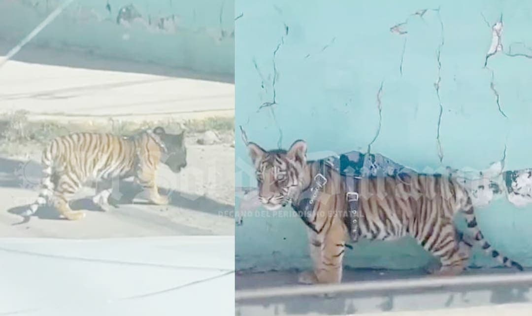 VIDEO: Captan a un tigre cachorro paseando en calles de Durango
