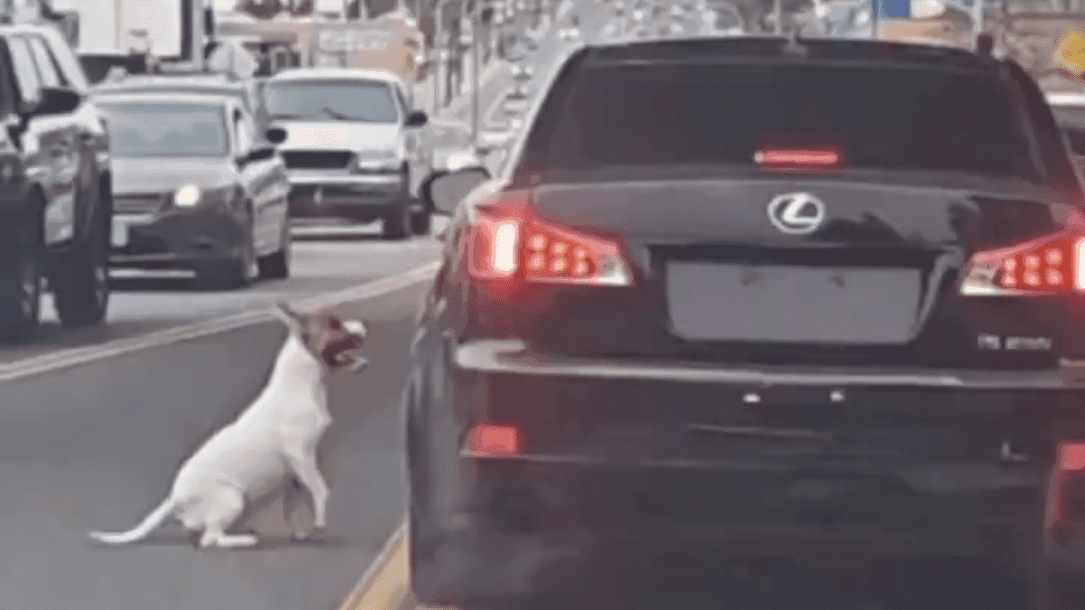 VIDEO: Perro es abandonado en la carretera y persigue desesperadamente el coche de sus dueños