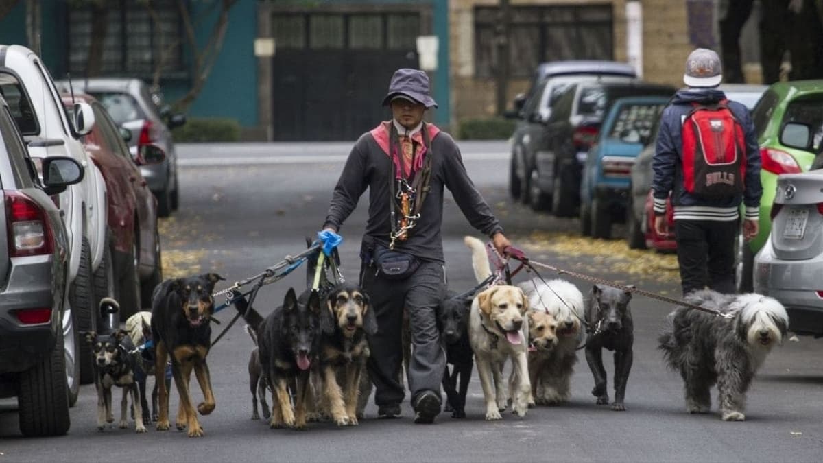 VIDEO: Paseador de perros es captado dándole cerveza a un lomito en Coyoacán