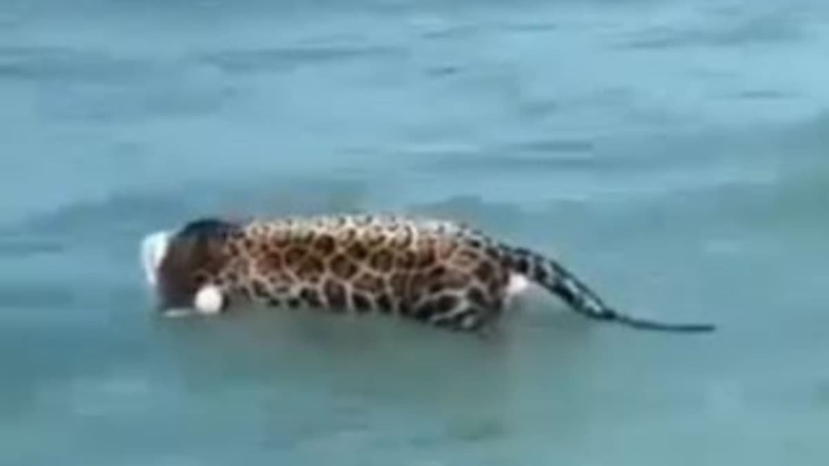 Video: Pescadores hallan jaguar decapitado en medio del mar, en Campeche
