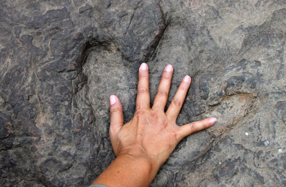 Niña encuentra huellas de dinosaurio mientras paseaba en una playa de Gales