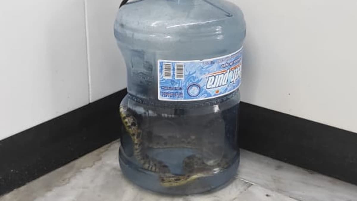 Hallan a víbora abandonada dentro de un garrafón en las instalaciones del metro en CDMX