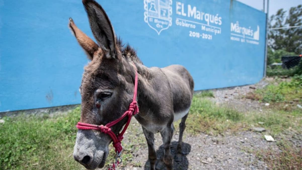 Rescatan a burra que sufría de maltrato animal en Querétaro