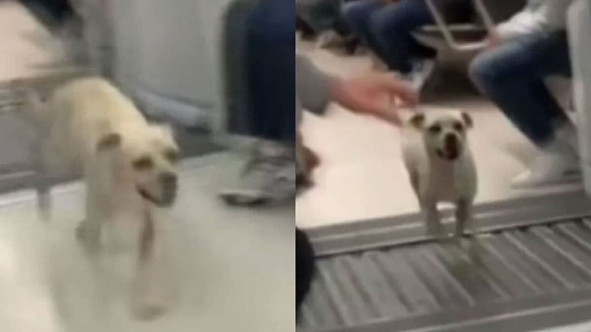 Video: Captan a perrito corriendo por los vagones del metro de la CDMX