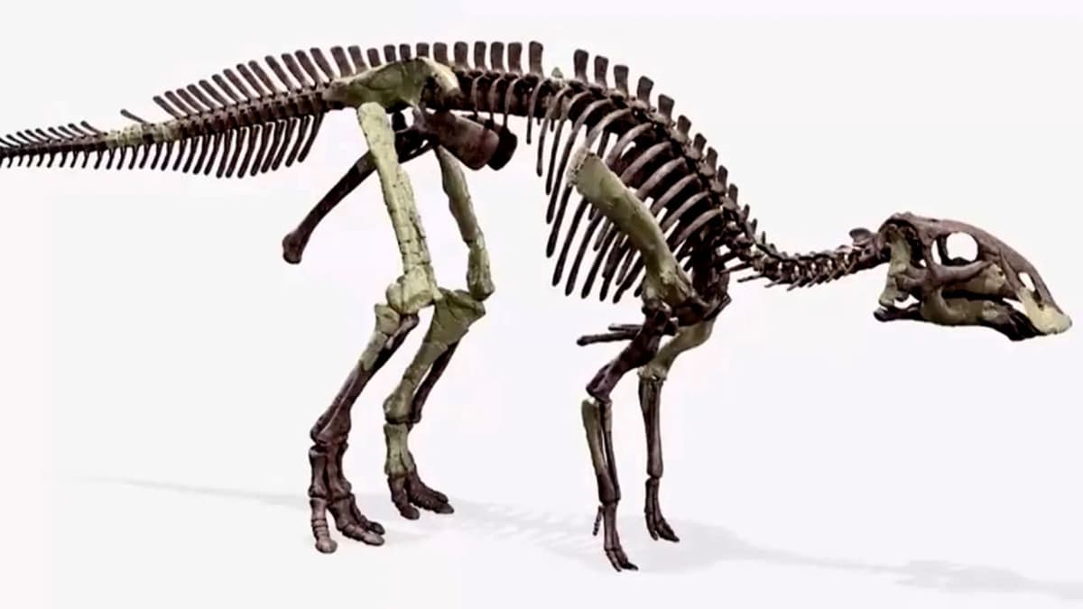 Descubren científicos nueva especie de dinosaurio pico de pato en Coahuila, el Coahuilasaurus lipani