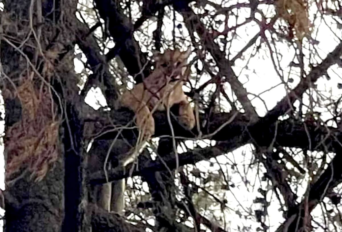Arranca padre del hocico de un puma a su hijo de cinco años; más tarde sacrifican al felino