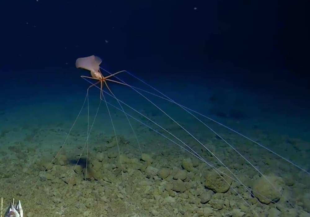 Video: Hallan un extraño calamar que camina sobre sus tentáculos en Tonga