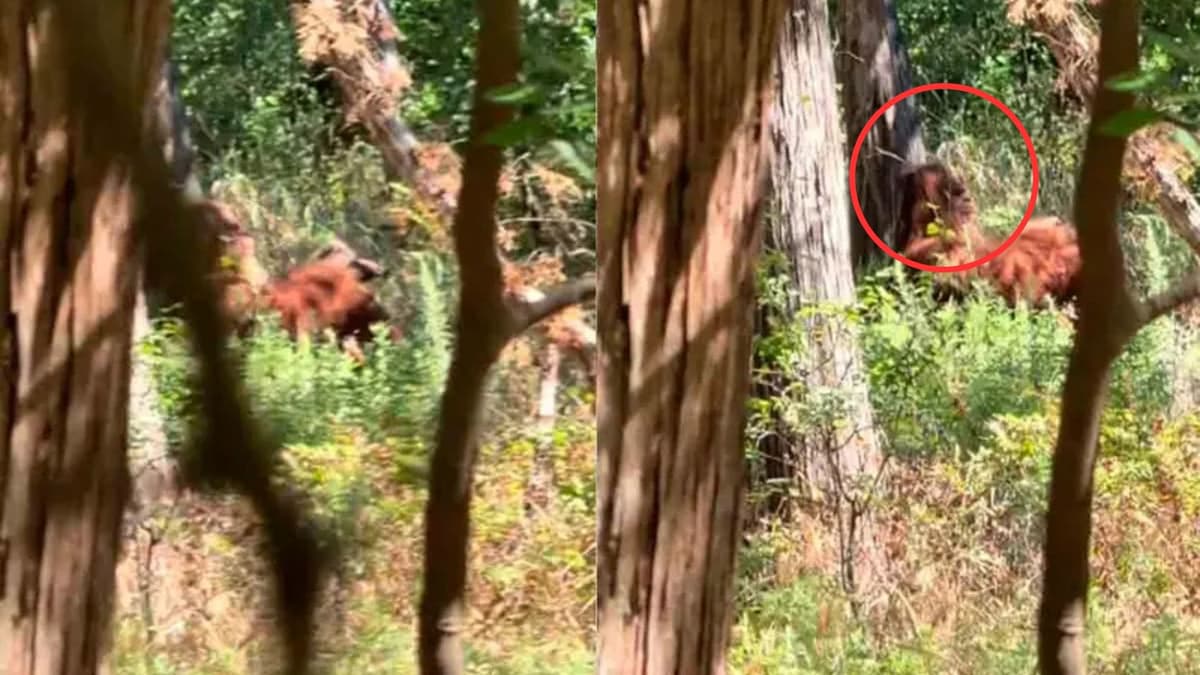 Tiktoker presuntamente capta en video a Pie Grande en Oklahoma, Estados Unidos