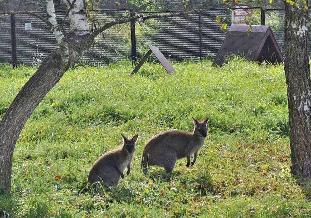 Detienen a persona con enanismo por robar canguros en varios zoológicos de Rusia