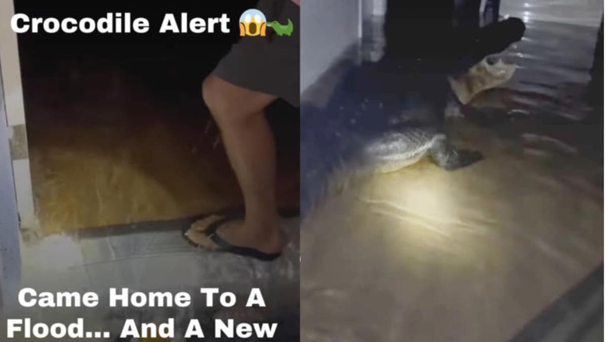 Video: Encuentran cocodrilo en la sala de su casa debido al huracán Milton en Florida