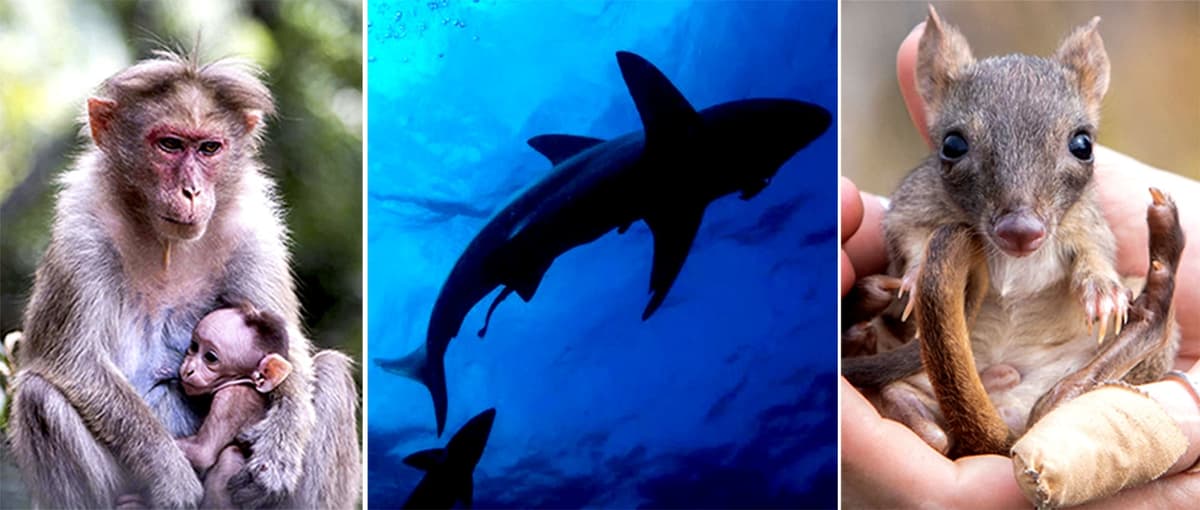 Video: En 50 años hay 73% menos mamíferos, reptiles, aves, peces y anfibios en el mundo