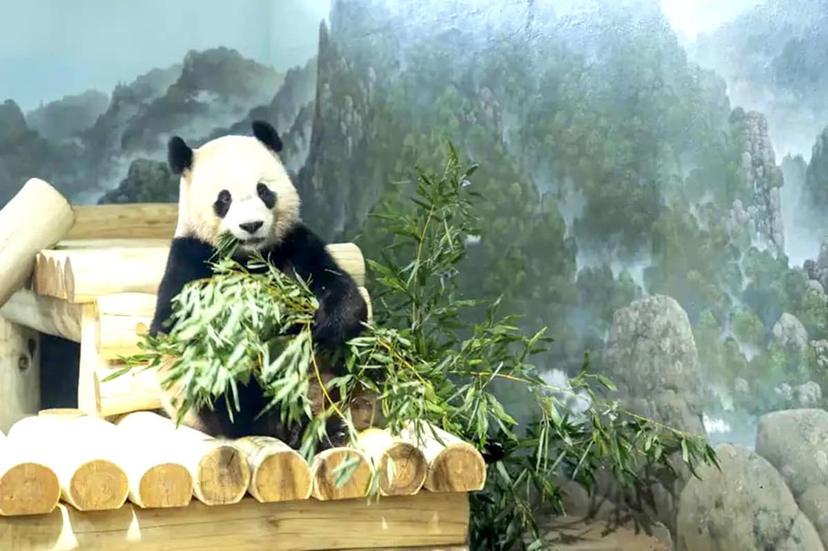 Video: Recibe dos pandas gigantes de China el zoológico de Washington