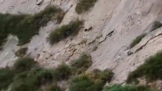 VIDEO: Sorprende rebaño de ovejas deslizándose por un barranco en Rusia