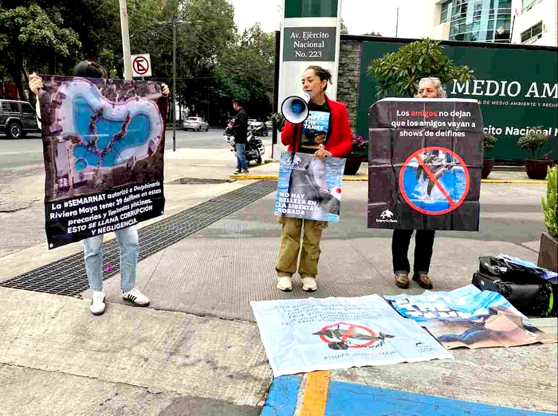 Video: Consulta pública sobre delfinarios termina en noviembre; activistas acusan que son cárceles