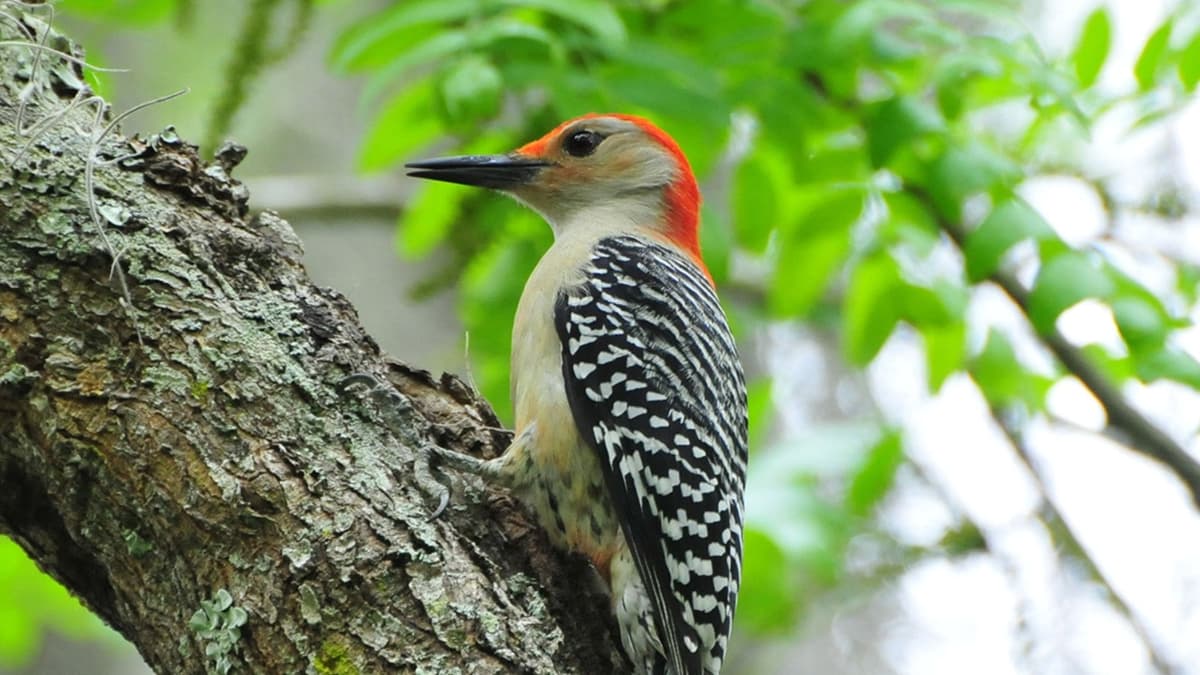 Rescatan a pájaro carpintero que se encontraba en el patio de una casa en la CDMX