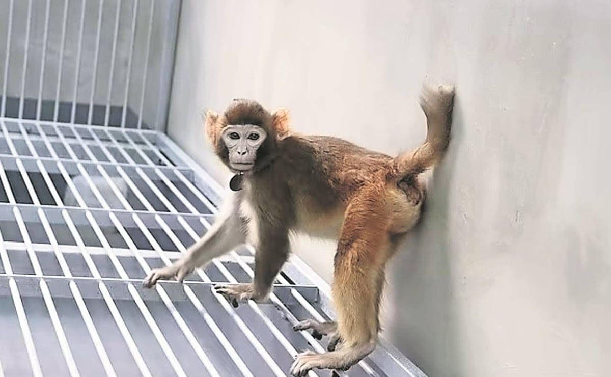 ¿Planeta de los simios? 43 monos escapan de laboratorio en Estados Unidos