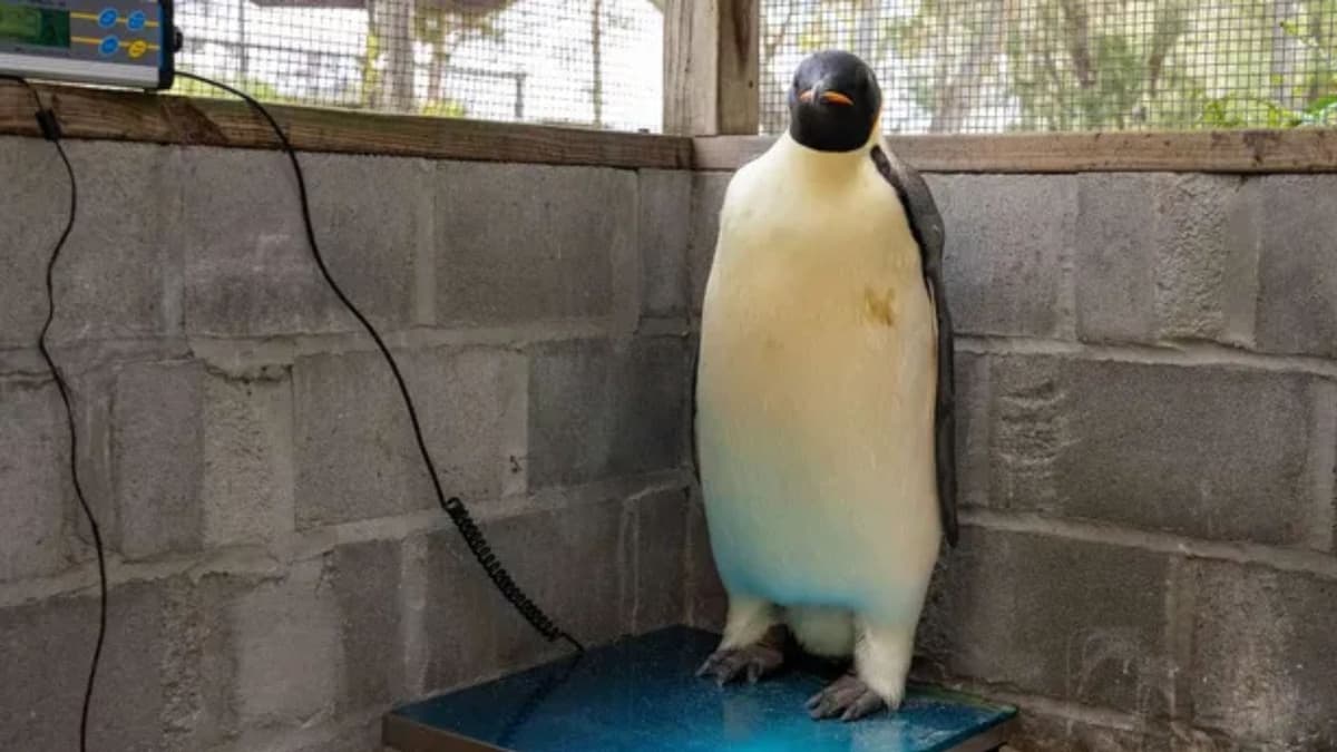 Hallan a pingüino en una playa de Australia a más de tres mil kilómetros de su hábitat