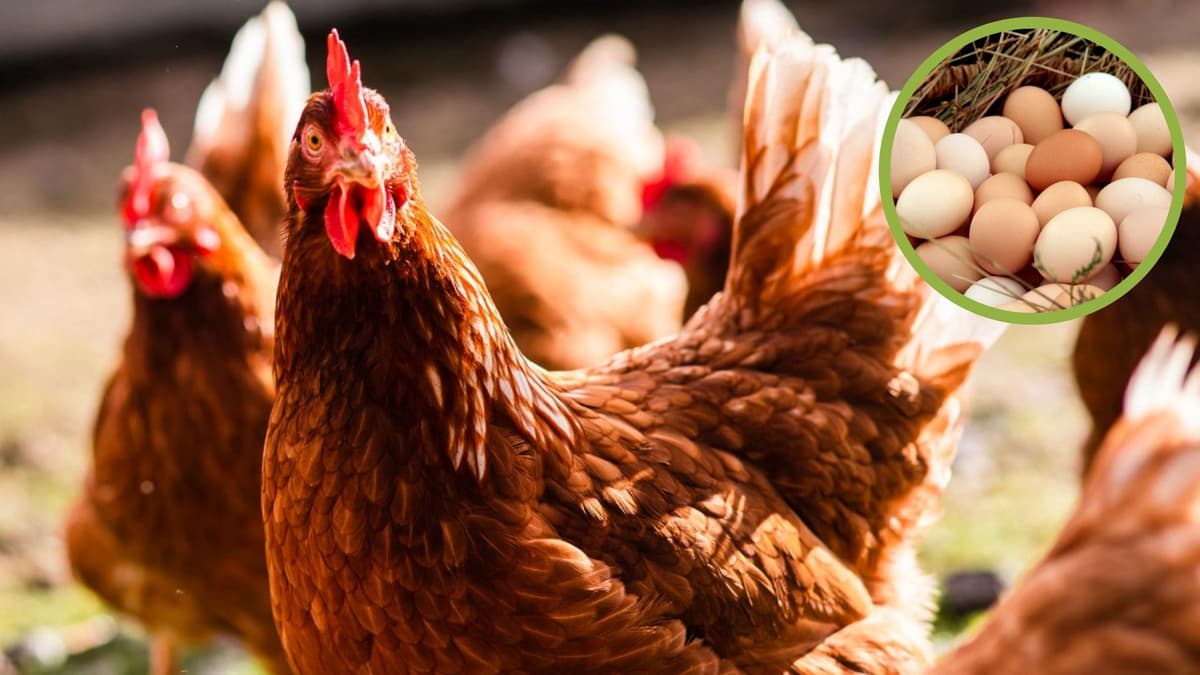 Nuevo estudio encuentra la respuesta a ¿Qué fue primero, el huevo o la gallina?