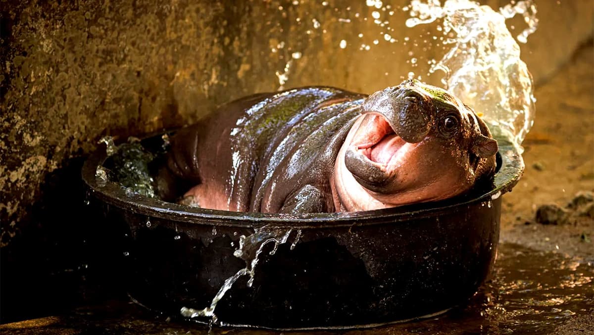 ¡Ya tiene canción Moo Deng!, el hipopótamo pigmeo bebé de Tailandia