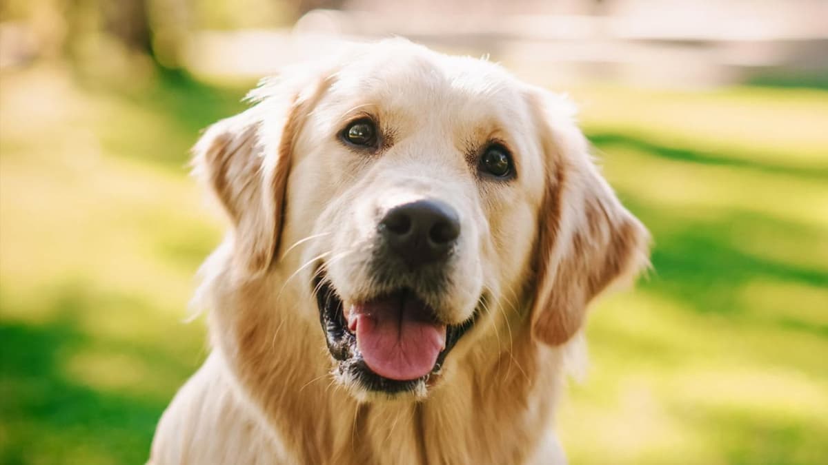 Experto en adiestramiento canino revela qué razas no son recomendables para adoptar