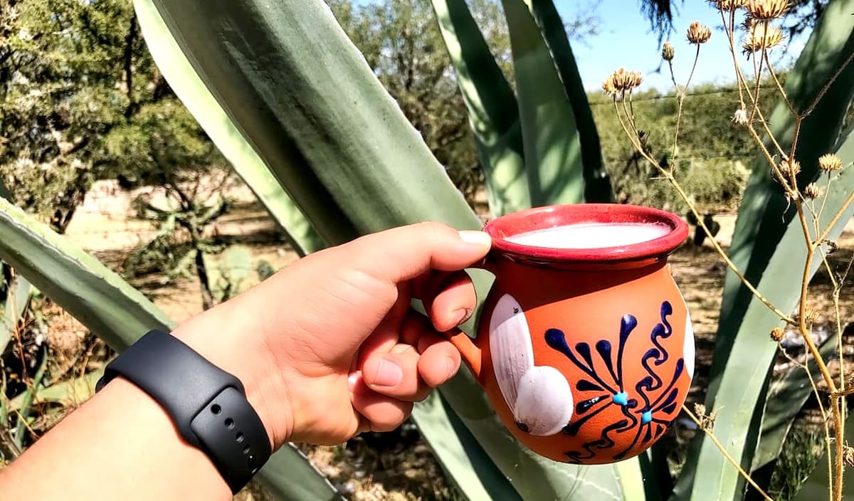 Busca Hidalgo que elaboración de pulque sea declarada patrimonio cultural