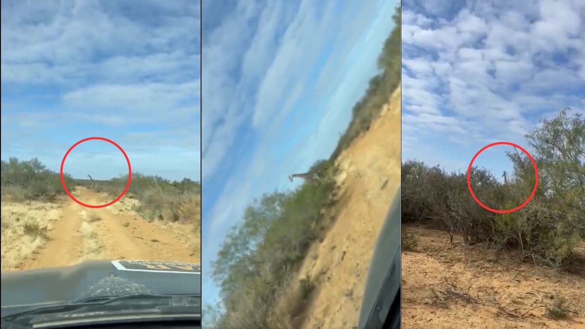 Video: Jirafas sorprenden a policías de Coahuila durante operativo