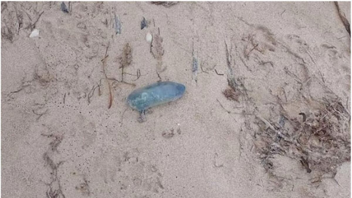 Pescadores reportan la presencia de medusas en las costas de Yucatán