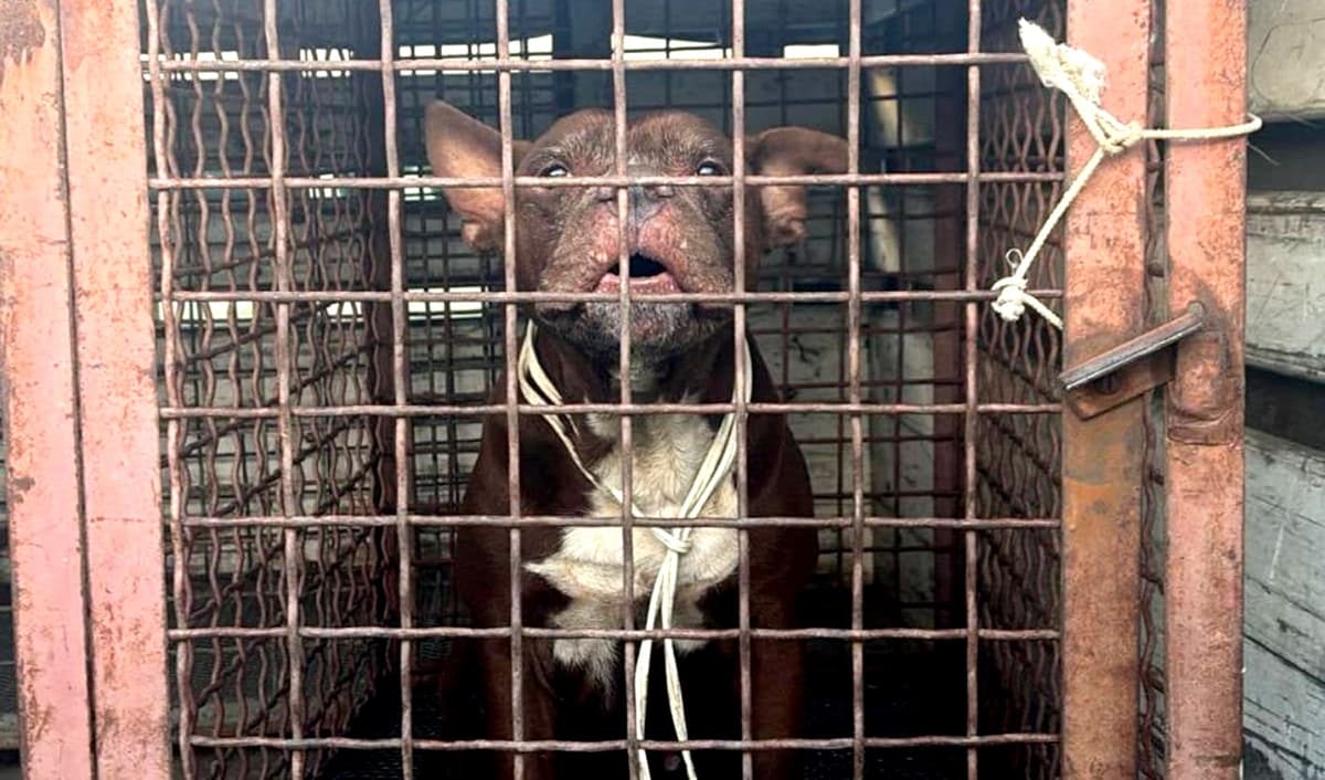 Ataca pitbull a bebé de un año y su abuelita en Nuevo León