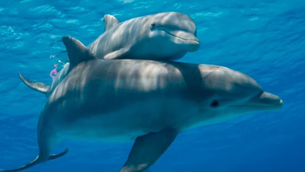 Científicos encuentran fentanilo en el organismo de delfines del Golfo de México